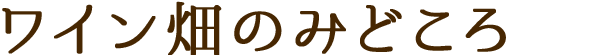 ワイン畑のみどころ